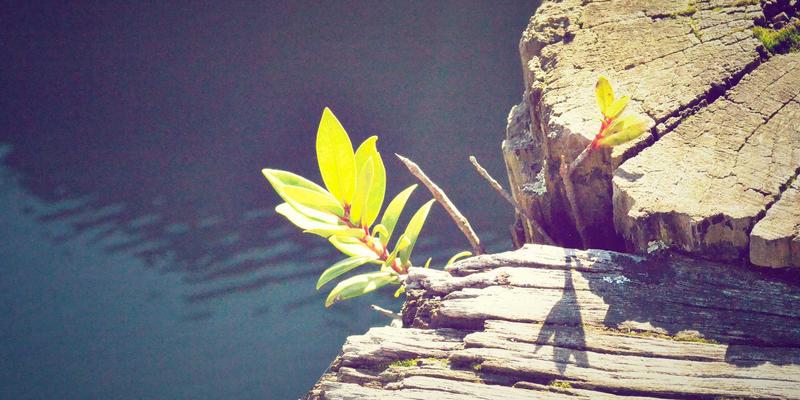 FIBIOS与生物科技研究：解码健康未来的创新引擎