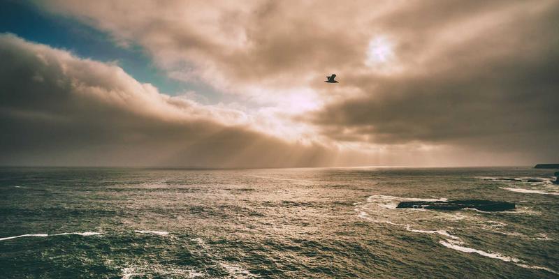 从实验室到餐桌：细胞培养肉技术的商业化路径与消费者接受度研究